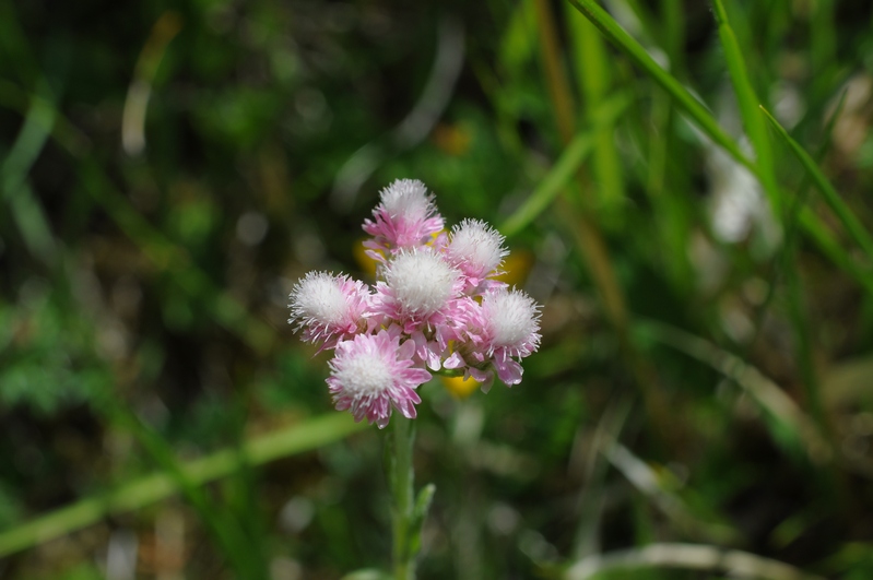 Antennaria  dioica